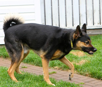 Dog in an aggressive stance Dog in an aggressive stance